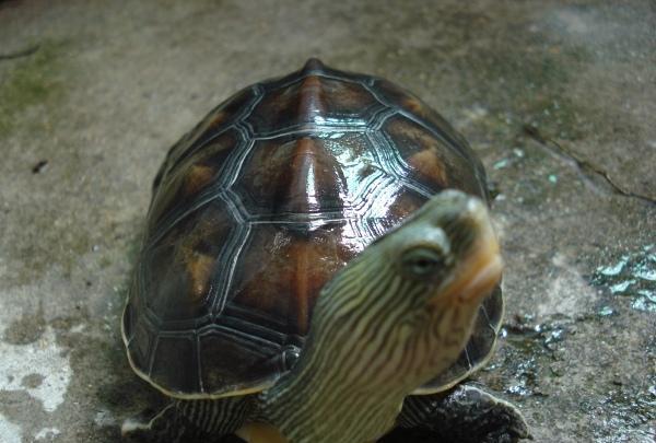 【龟趣】盘点我国常见的宠物乌龟种类,第一好养的竟不是巴西龟?