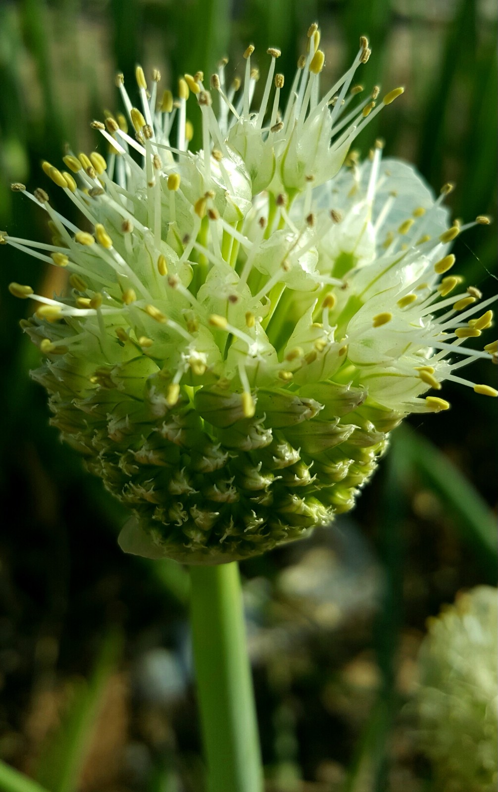 你吃过大葱你见过大葱开出的这么柔美的花吗18图