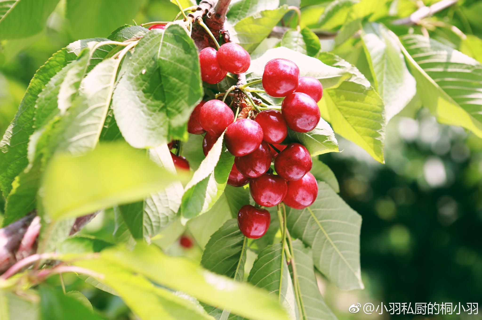 起个大早赶飞机,就是为了来烟台看我们承包的樱桃园啦,还有一周