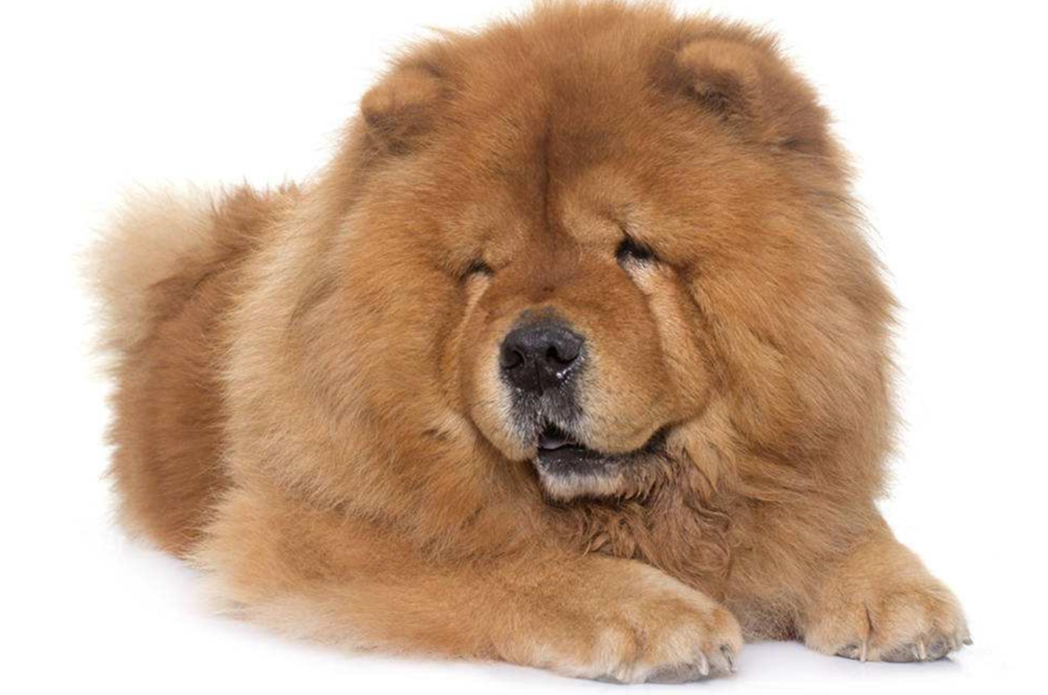 被冷落的中国本土狗,憨态可掬的松狮为啥会被如此嫌弃?