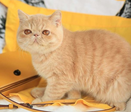 加菲猫的价格多少钱一只?盘点性格超级好的加菲猫!