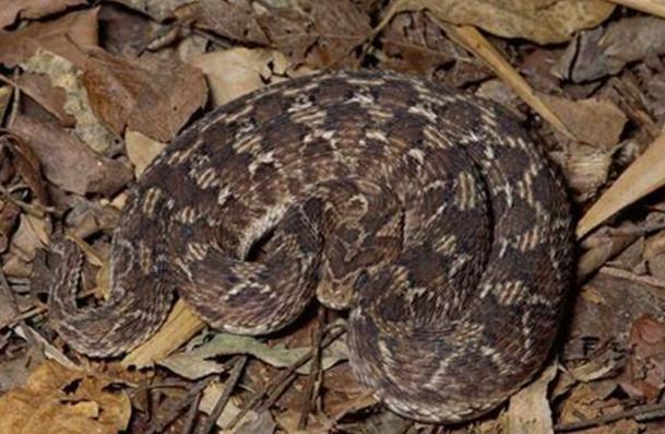 世界上毒性最强的5种蛇, 第一的毒性是响尾蛇的几百倍!