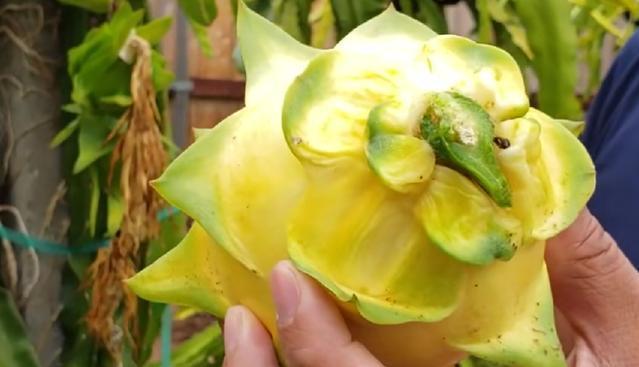 30元一个的"土豪金"火龙果,切开后真心后悔,到底有啥不一样