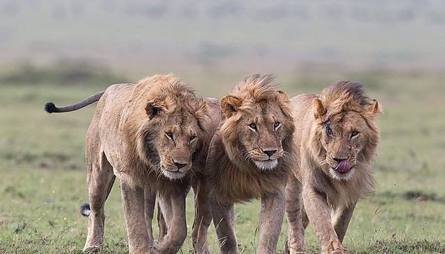 长颈鹿母子毫发无伤的从狮子群中走出来了,它为什么这么自信?