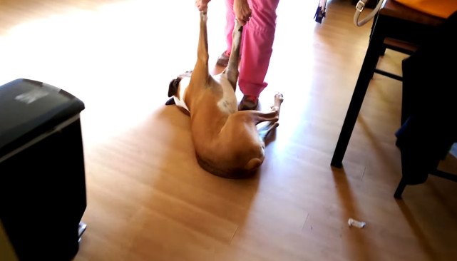 主人在地上拖着它走,好像理所应当的样子.