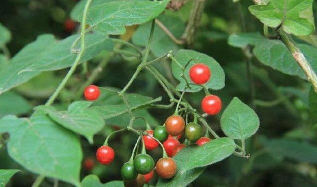 这种野草的果实像樱桃以前是农民讨厌的杂草你见过吗