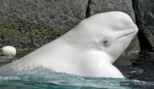 这头白鲸的肌肉还真是非常结实的.
