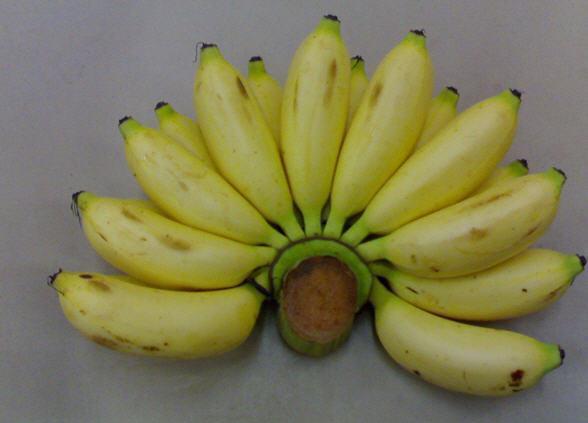 真的很小,大概就比拇指大一点