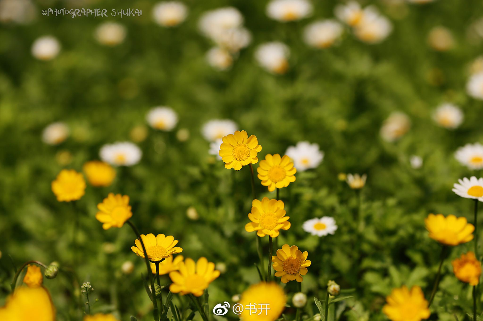 木茼蒿:小小花朵丛中立,不言不语一片海|黄金菊|金蕊|金菊|花朵|茼蒿_新浪新闻
