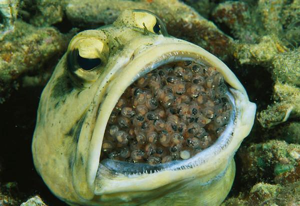 有网友说这种鱼叫做"大颚鱼", 你认识吗, 它是什么鱼?