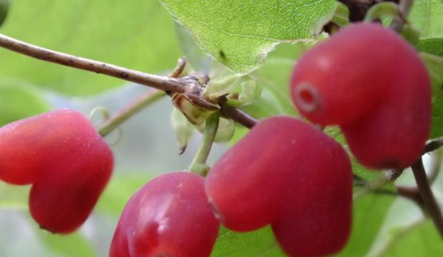 熟透了的龙葵果是黑紫色的,味道很甜,据说里面的龙葵碱还有抗癌的功效