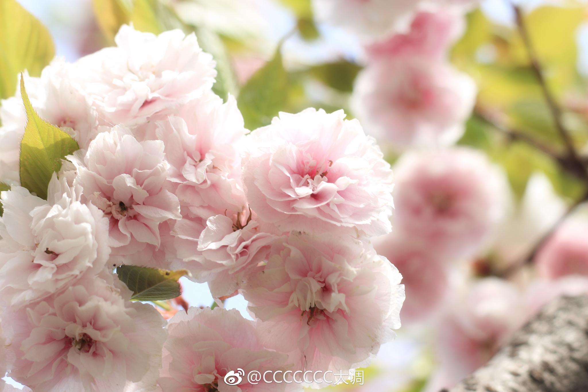 四月天,樱花的尾巴.成都,青龙湖.