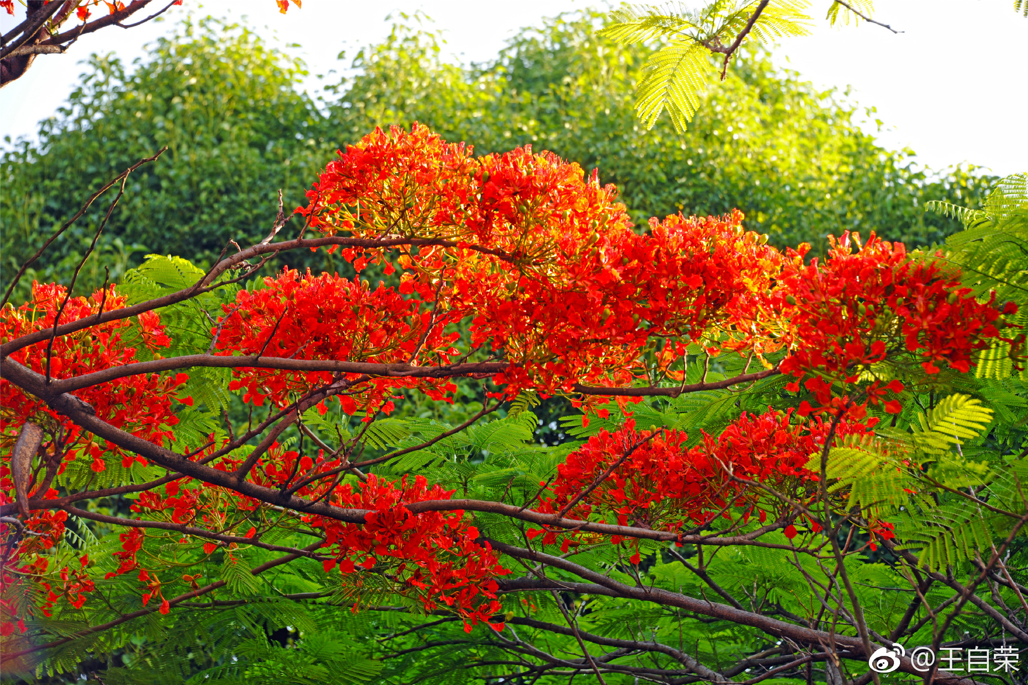 临沧沧江园的凤凰花,算是整个临沧城最艳丽的一棵了.