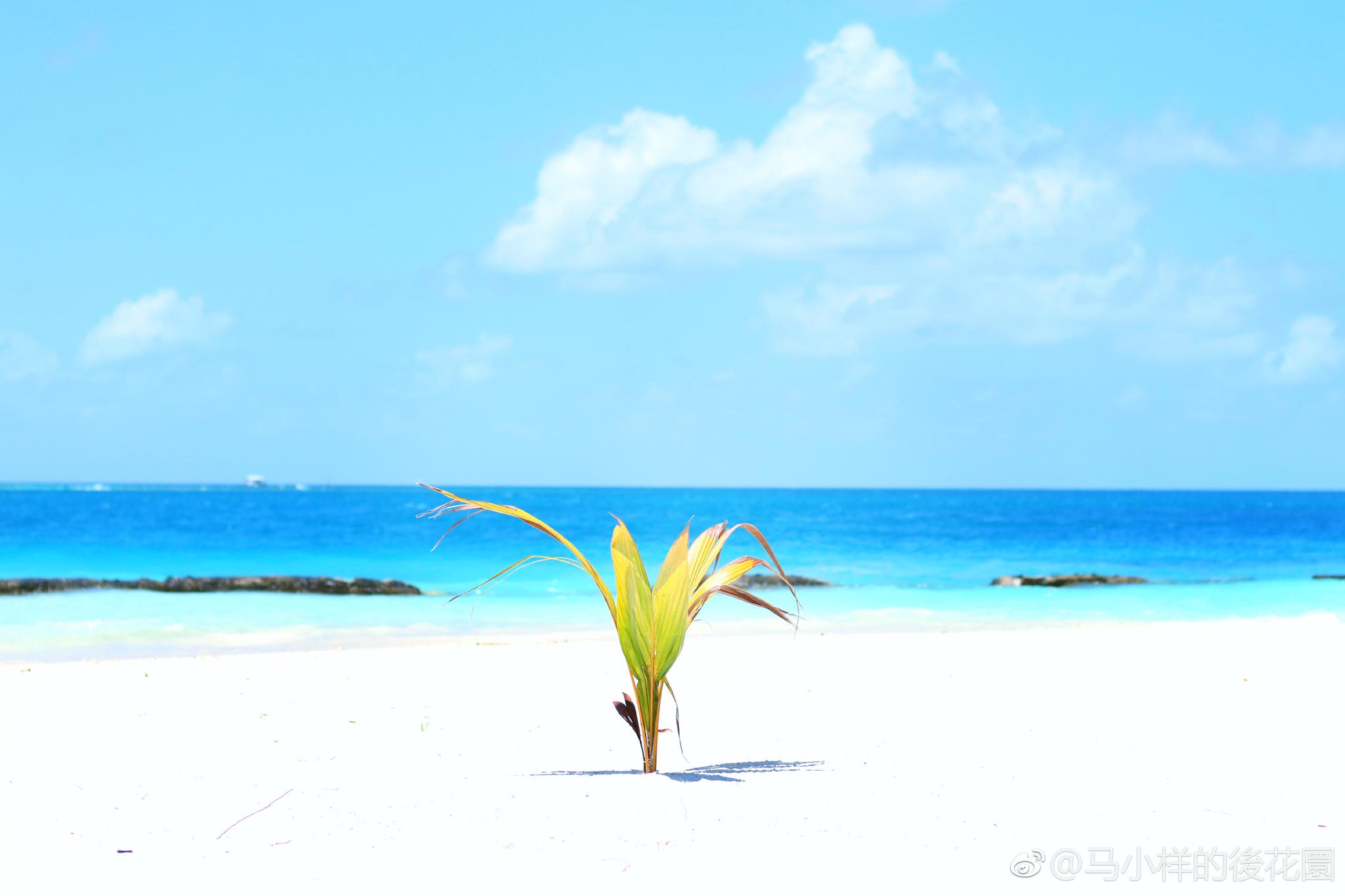 清晨的阳光静谧柔和正午的阳光灿烂闪耀脚踏着细软的白沙