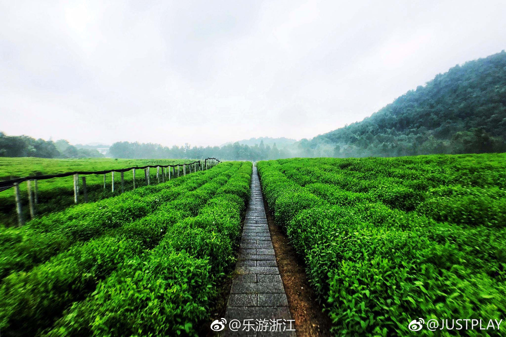 青山绿茶,雨后的杭州龙井茶园显得特别清新.