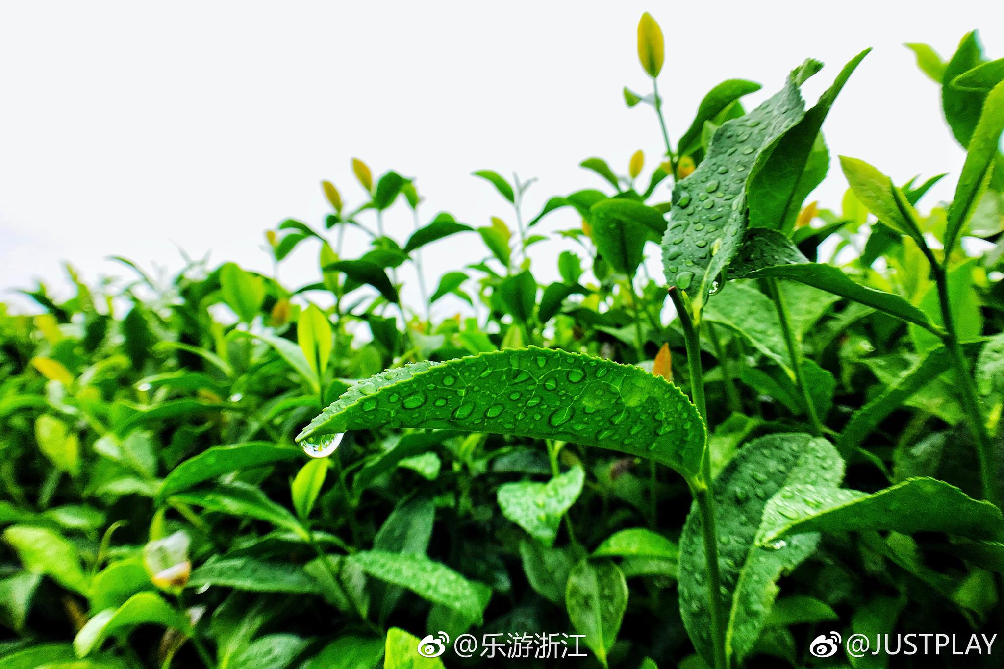 青山绿茶,雨后的杭州龙井茶园显得特别清新.