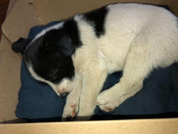 昨天晚上回家的时候,忽然听到路边有狗的叫声,虽然不是很大,但是因为