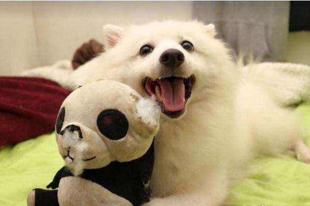 家里的一只狐狸犬缺了一颗牙,那小表情要笑死我了!
