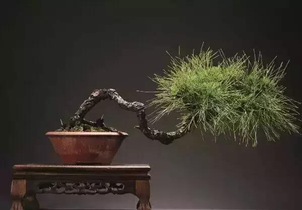 盆景四大家七贤十八学士你都知道吗