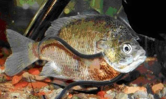 牙签鱼有多可怕?一旦盯上目标,唯有将寄主吸食干净才离开