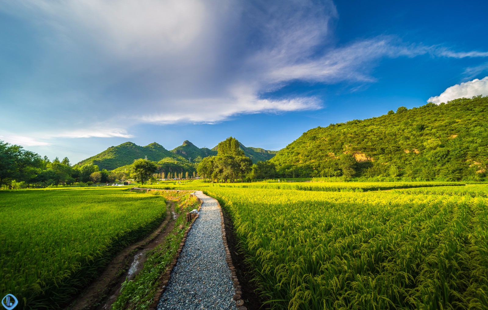 塞外有稻田,何必千里下江南|稻田|热河|水稻田_新浪网