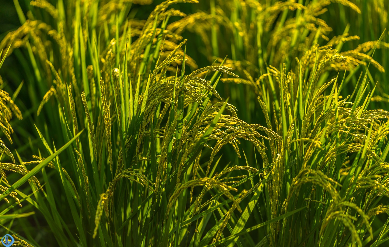 熠熠生辉,夕阳余晖下的稻田