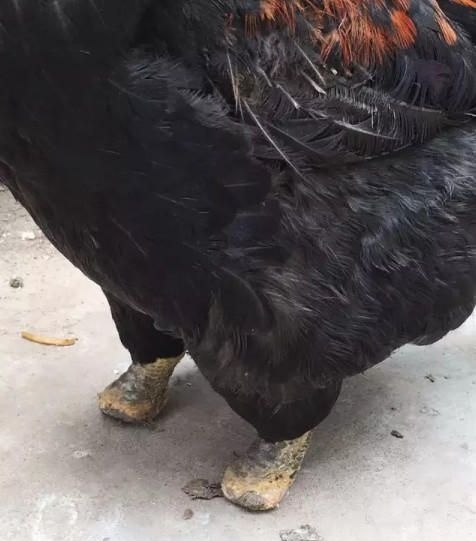 鸡棚里跑来了只奇怪的公鸡,大妈准备去抓时,看到鸡脚后无法淡定