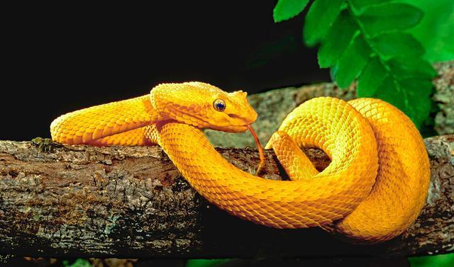 国家地理世界致命动物亚马逊