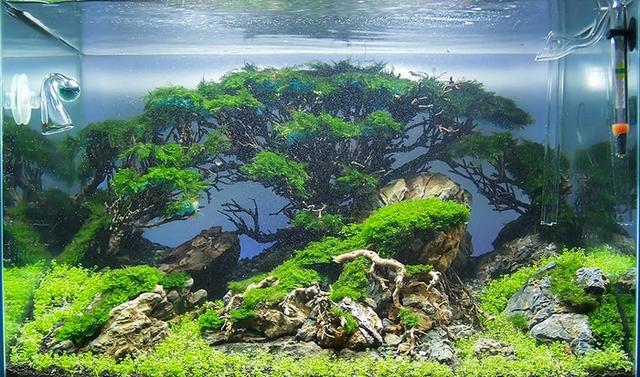 水草造景开缸:石景莫丝树草缸开缸全过程