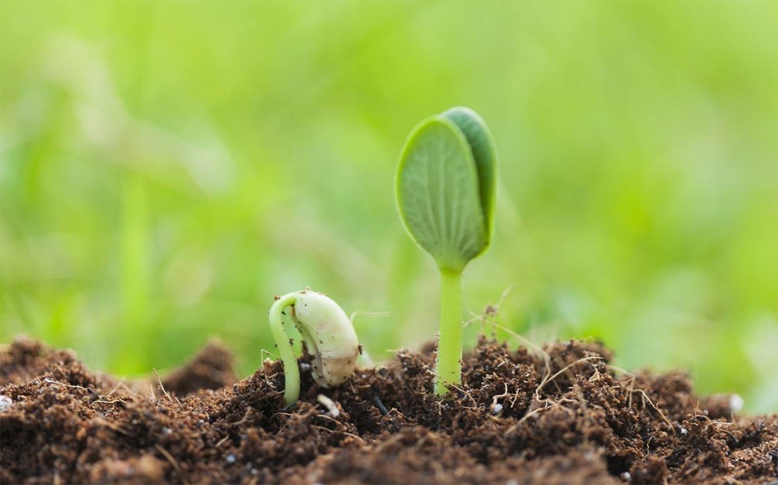 春芽---大圣找车,华飞名车西安分公司孵化之旅