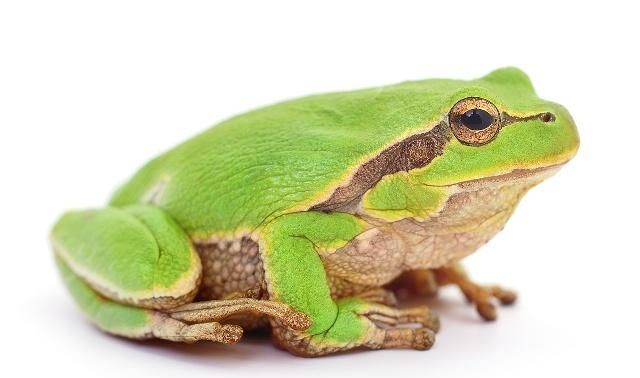 怎么分辩青蛙和蛤蟆