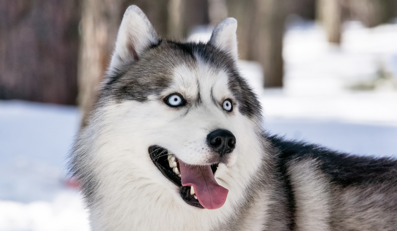 耍宝的哈士奇,不皮一下不开心,网友:这是一套有味道的图