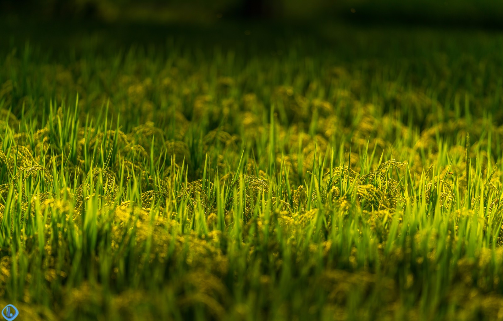 熠熠生辉,夕阳余晖下的稻田