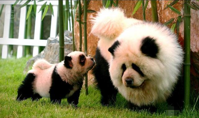 松狮犬是一种非常古老的犬种,因为头部酷似狮子而得名