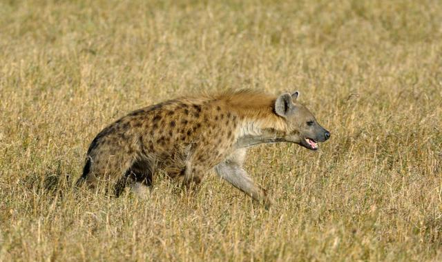 这种动物走路姿态非常丑,咬合力却比狮子还大,别名"碎骨者"|斑鬣狗