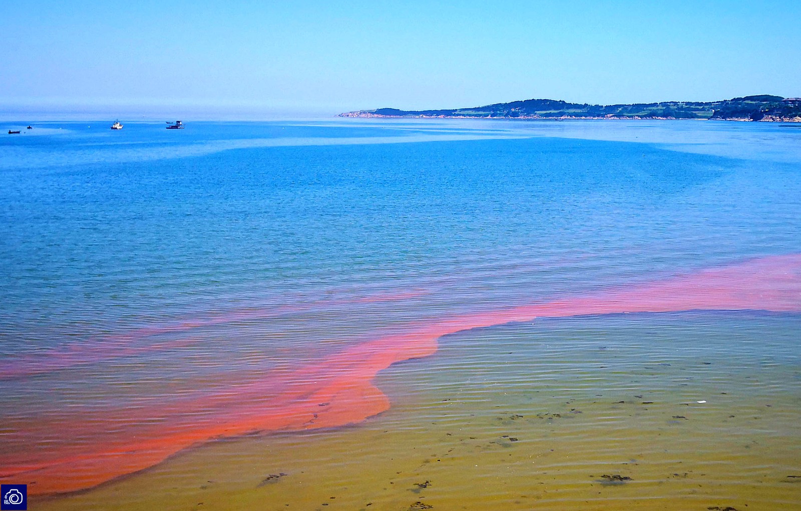 山东威海浴场现"赤潮"现象,大片海水变红吓懵游客