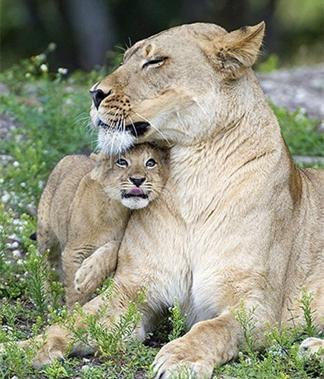 母狮子和小狮子 头像图片