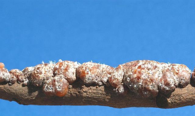 所说的虫胶是由印度和缅甸的一种昆虫所排泄的粪便,中国人称之为臭虫