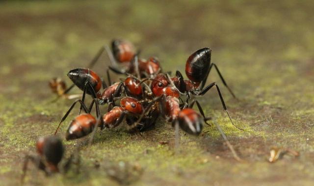 奇妙的"爆炸蚁":"引爆"自己保全大家|爆炸|蚂蚁|捕食者_新浪新闻