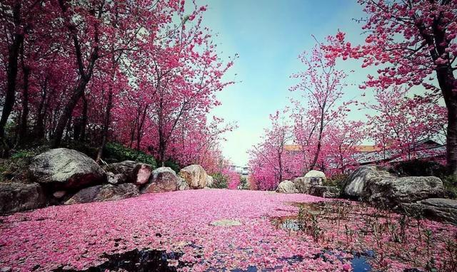 待到山花烂漫时,来万盛黑山谷实现您的桃园梦!