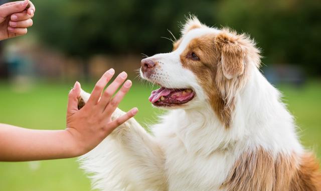 其实一点也不难6个月:听指令当狗狗有一定年纪后,便可以开始训练狗狗