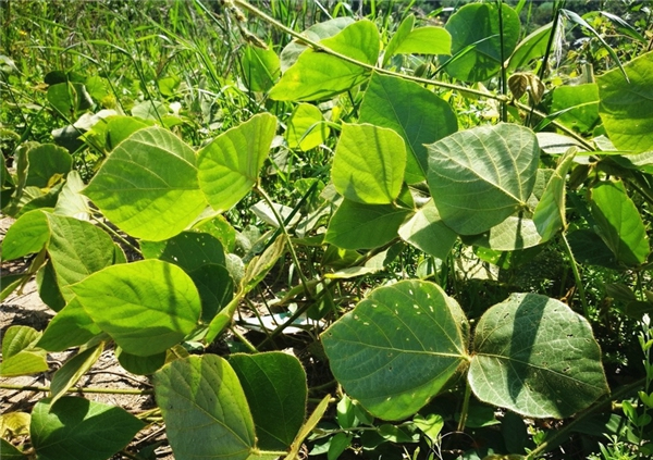 乡村一种长毛的藤,生长快,人们用它喂猪,却不知道它的作用|葛藤|乡村