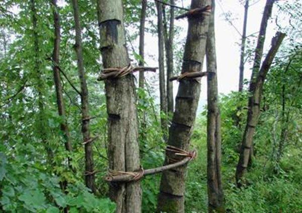 汁液是上等染料,现在二百一斤都买不到|过敏|漆树|咬人_新浪新闻