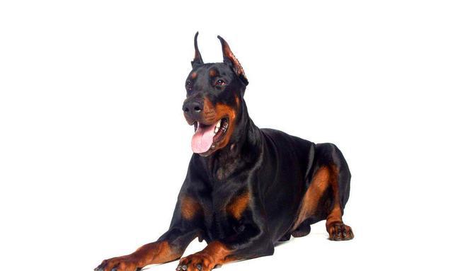 每周一犬7智慧与美貌并存凶狠但又不缺书香气的杜宾犬