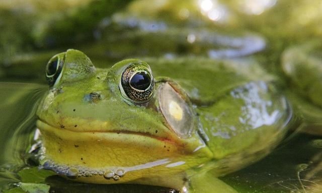 怎么分辩青蛙和蛤蟆