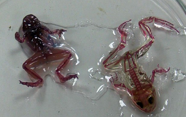 变异青蛙惊现,透明可见血管内脏,专家说这种现象很危险!