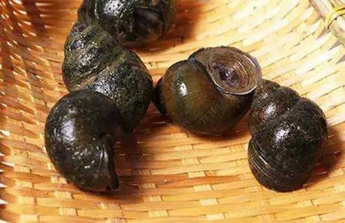 清明前的田螺,尚未产卵,肉质非常肥美,连泥沙都很少!