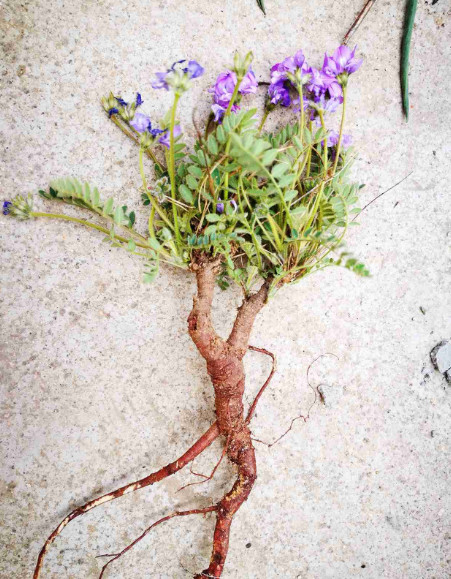 的野菜,也是一种中草药,它学名叫米口袋,又叫小米口袋,米布袋,甜地丁