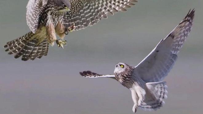 猫头鹰vs老鹰,谁厉害?请看猫鹰大战,不要错过哦!