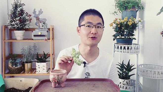 家里的花盆有小飞虫怎么办?养花大爷教你一招